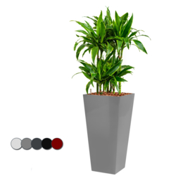 Dracaena Arturo (Drakenboom) + vierkante hoogglans kunststof plantenbak L35xB35xH70 (zilver)