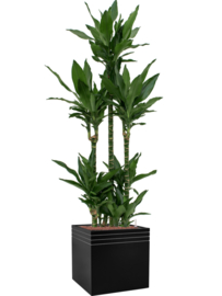 Design plantenbak 'Aston' L 48 x B 48 x H 48 cm (inclusief wielplateau en inzetbak)