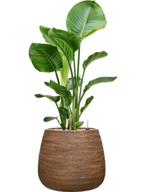 PLANT IN POT! Strelitzia Nicolai in aangeplante plantenbak 'Alps' | D46 x H113 cm