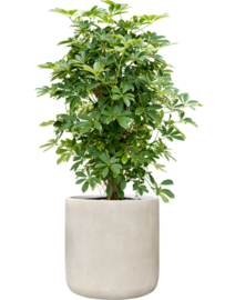 PLANT IN POT! Schefflera arboricola 'Compacta' in aangeplante plantenbak 'Serenity' Cilinder | Ø 37 x H 105
