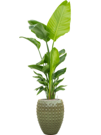 Keramiek plantenbak  'Lucia' glanzend groen Ø44 x H55 cm