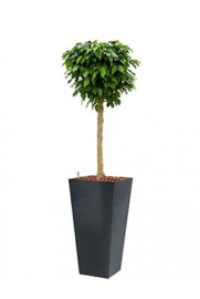Ficus Benjamina Colummar + hoogglans kunststof plantenbak L35xB35xH70 (antraciet)
