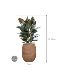 PLANT IN POT! Ficus elastica 'Abidjani aangeplante plantenbak 'Ito' | kleur: Terra | D 70 x H 130-140 cm