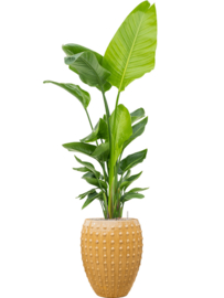 Keramiek plantenbak  'Lucia' glanzend geel Ø44 x H55 cm