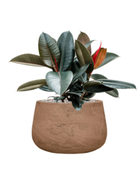 PLANT IN POT! Ficus elastica 'Abidjani aangeplante plantenbak 'Ito' | kleur: Terra | D 40 x H 50-60 cm