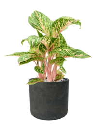 Aglaonema 'Coco Melon' in aangeplante plantenbak H60/70 x B35 cm
