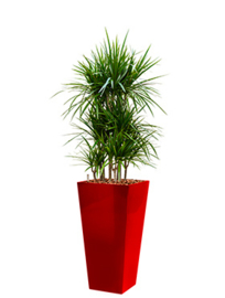 Dracaena Marginata + vierkante hoogglans kunststof plantenbak L35xB35xH70 (rood)