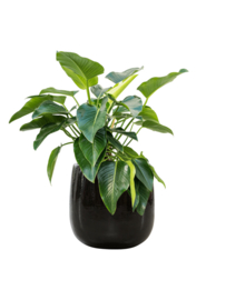 Keramiek plantenbak 'Illy' zwart hoogglans lak  Ø43 x H43 cm