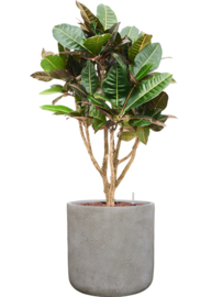PLANT IN POT! Croton (Codiaeum) variegatum in aangeplante plantenbak 'Serenity' Cilinder |  Ø 37 x H 105