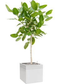 Design plantenbak 'Aston' L 48 x B 48 x H 48 cm (inclusief wielplateau en inzetbak)