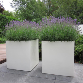 Kunststof plantenbak op wielen 'Dexter' |  L 70 x B 70 x H 70 cm