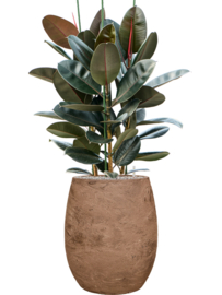 PLANT IN POT! Ficus elastica 'Abidjani aangeplante plantenbak 'Ito' | kleur: Terra | D 70 x H 130-140 cm