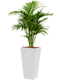 Kentia (Howea) forsteriana + vierkante hoogglans kunststof plantenbak L35xB35xH70 (wit)