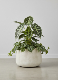 Fiberclay plantenbak 'Serenity' Bowl | Kleur: Beige |  Ø 50 x H 35 cm