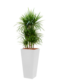 Dracaena Marginata + vierkante hoogglans kunststof plantenbak L35xB35xH70 (wit)