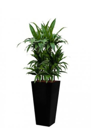 Dracaena Janet Craig + vierkante hoogglans kunststof plantenbak L35xB35xH70 (zwart)