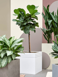 Design plantenbak 'Aston' L 48 x B 48 x H 48 cm (inclusief wielplateau en inzetbak)