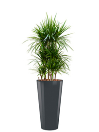 Dracaena Marginata + ronde hoogglans kunststof plantenbak L37xH70 (antraciet)