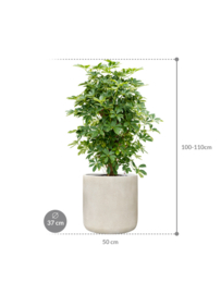 PLANT IN POT! Schefflera arboricola 'Compacta' in aangeplante plantenbak 'Serenity' Cilinder | Ø 37 x H 105