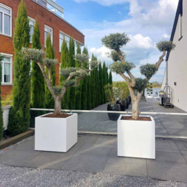 Kunststof plantenbak op wielen 'Dexter' |  L 70 x B 70 x H 70 cm