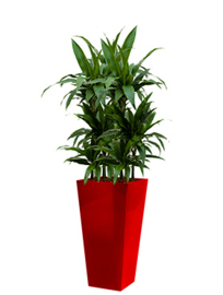 Dracaena Janet Craig + vierkante hoogglans kunststof plantenbak L35xB35xH70 (rood)