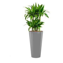 Ronde hoogglans kunststof plantenbak D37xH70 (zilverkleur) + Dracaena Arturo (Drakenboom) 