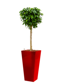 Ficus Benjamina Colummar + hoogglans kunststof plantenbak L35xB35xH70 (rood)