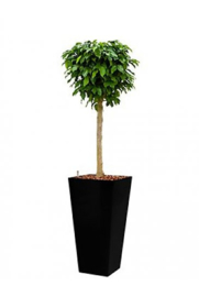Ficus Benjamina Colummar + hoogglans kunststof plantenbak L35xB35xH70 (zwart)