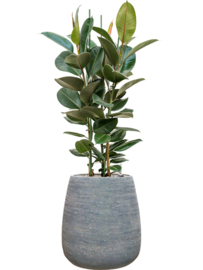 PLANT IN POT!  Ficus elastica Robusta in aangeplante plantenbak 'Alps' | D46 x H113 cm