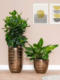 Keramiek plantenbak 'Anne-Belle'  glanzend goud Ø56 x H50 cm