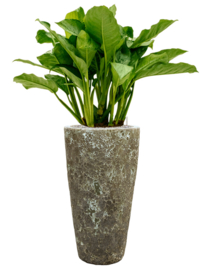 Aglaonema 'Freedman' in aangeplante plantenbak H120 x B40 cm