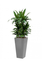 Dracaena Janet Craig + vierkante hoogglans kunststof plantenbak L35xB35xH70 (zilver)