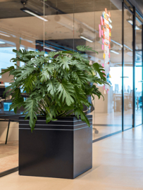 Design plantenbak 'Aston' L 48 x B 48 x H 48 cm (inclusief wielplateau en inzetbak)