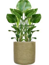 Ronde Fiberclay bloembak 'Sandflow' | kleur: Green | Ø44 x H 44 cm