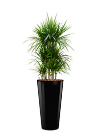 Dracaena Marginata + ronde hoogglans kunststof plantenbak L37xH70 (zwart)