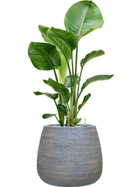 PLANT IN POT! Strelitzia Nicolai in aangeplante plantenbak 'Alps' | D46 x H113 cm