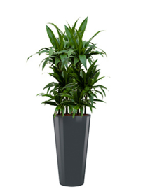 Dracaena Janet Craig + ronde hoogglans kunststof plantenbak D37xH70 (antraciet)