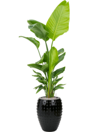 Keramiek plantenbak  'Lucia' glanzend zwart D54 x H67 cm