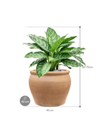 Aglaonema 'Chantal' in aangeplante terracotta pot | Grondcultuur (Vulkastrat)