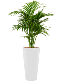 Kentia (Howea) forsteriana + ronde hoogglans kunststof plantenbak D37xH70 (wit)