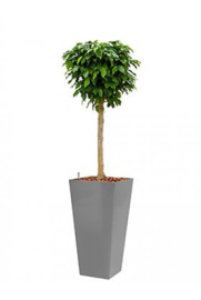 Ficus Benjamina Colummar + hoogglans kunststof plantenbak L35xB35xH70 (zilver)