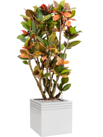 Design plantenbak 'Aston' L 48 x B 48 x H 48 cm (inclusief wielplateau en inzetbak)