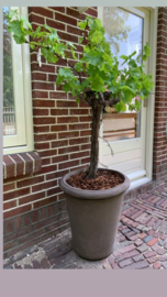 Handgemaakte Terracotta bloempot `Vaso Monica` grijs Ø60xH63