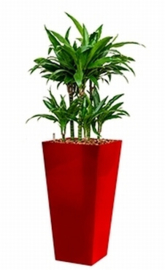 Dracaena Arturo (Drakenboom) + vierkante hoogglans kunststof plantenbak L35xB35xH70 (rood)