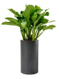Aglaonema 'Freedman' in aangeplante plantenbak H110 x B40 cm
