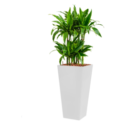 Dracaena Arturo (Drakenboom) + vierkante hoogglans kunststof plantenbak L35xB35xH70 (wit)