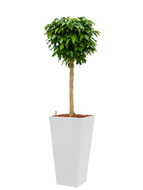 Ficus Benjamina Colummar + hoogglans kunststof plantenbak L35xB35xH70 (wit)