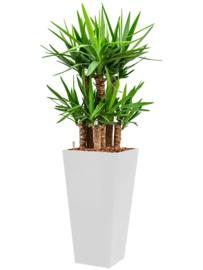 Yucca elephantipes + vierkante hoogglans kunststof plantenbak L35xB35xH70 (wit)