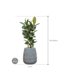 PLANT IN POT!  Ficus elastica Robusta in aangeplante plantenbak 'Alps' | D46 x H113 cm