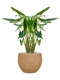 Ronde Fiberclay bloembak 'Sandflow' | kleur: Brown Beige | Ø 50 x H 38 cm